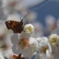 写真: 梅に蝶