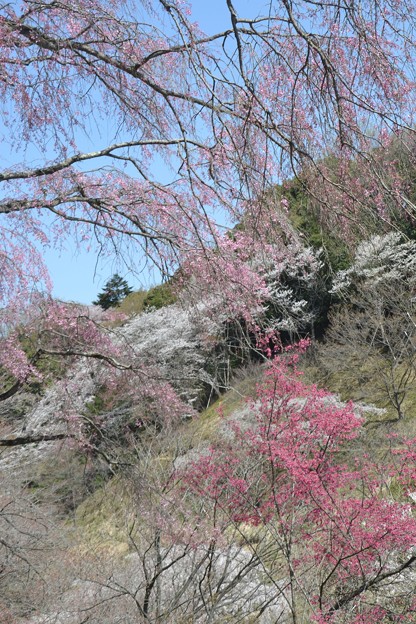 写真: 高尾の桜
