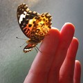 蝶と私　ツマグロ羽化の瞬間１１