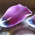 写真: 瑠璃の花の舟