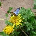 写真: タンポポと蝶