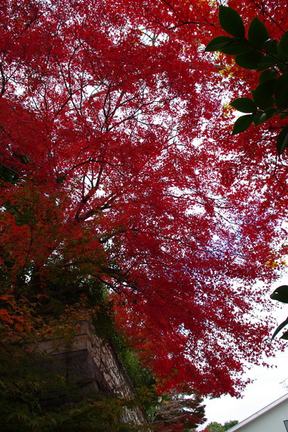 写真: 箕面　紅葉