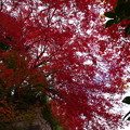 写真: 箕面　紅葉