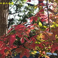 写真: 目薬の樹の紅葉