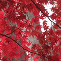 写真: 紅葉の葉っぱがきれいでした