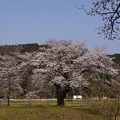 船岡の桜