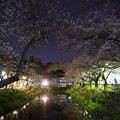 写真: 盛岡　櫻山（岩手公園）の夜桜