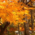 秋の色・・・