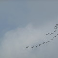 写真: 北へ帰る白鳥の群れ