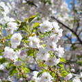 八重桜の輝き