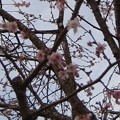 写真: 弁天山の桜