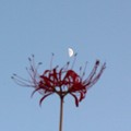写真: 彼岸花と月