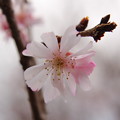 写真: 十月桜の狂い咲き