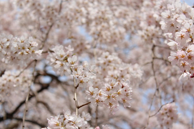 写真: 枝垂れ桜満開♪