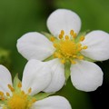 写真: ワイルドストロベリーの花