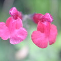チェリーセージの花