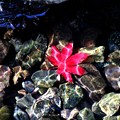 写真: 水中紅葉