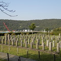 写真: 官軍墓地