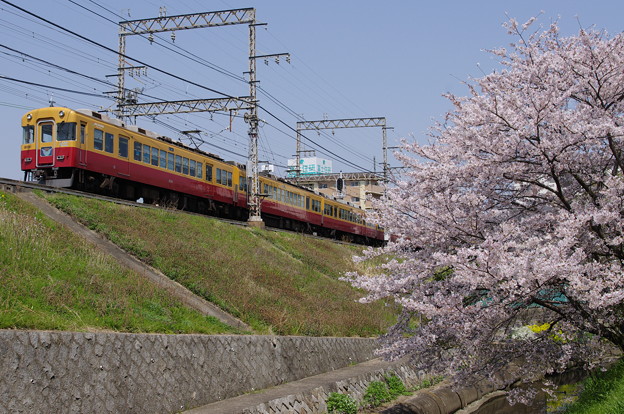 写真: 京阪旧3000系と桜