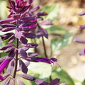 写真: 紫のサルビア
