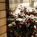 写真: 山茶花も雪化粧