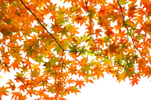 写真: 秋の水彩