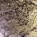 桜色の夜空