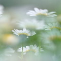 Photos: 白い花の幻影