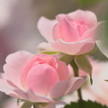 写真: Pink Rose