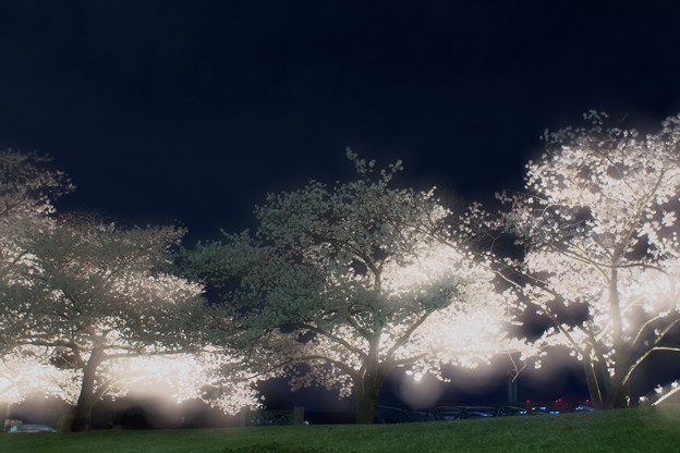 写真: 夜桜幻想