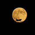 写真: 中秋の名月と飛行機　2013-09-19