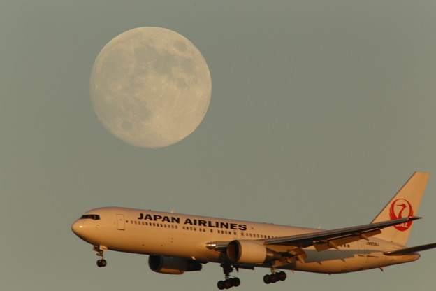 小望月と夕日を浴びるJAL機 2013-09-18