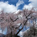 写真: 写真00024　宝物殿裏の枝垂桜
