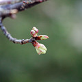 河津桜の　花芽　ほんのり色づく