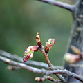 河津桜の花芽と　葉芽　　つぼみの赤ちゃんに