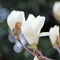 開き始めた　純白の　白木蓮の花　　　　緑の中で