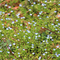 オオイヌノフグリの花　ちかちか　春の野原