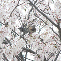 ヒヨドリさん　　　満開の桜の木に舞う