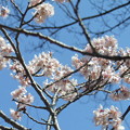 写真: 桜桃2