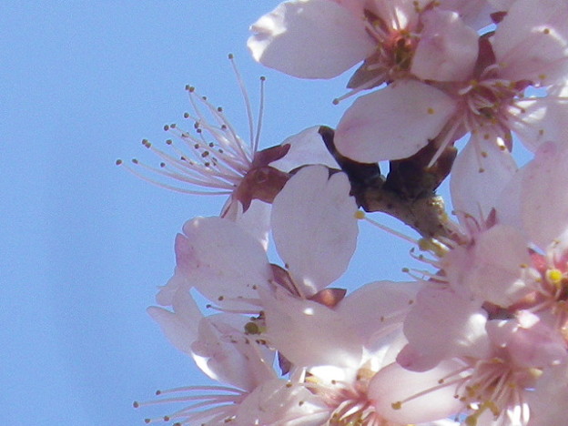 桜桃3