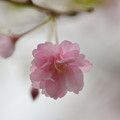 写真: 桜Ｄｒｏｐｓ