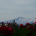 写真: バラと鳥海山