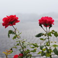 二本の赤いバラ