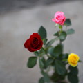 写真: バラの花−２