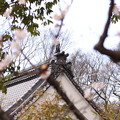 写真: 懐古園の桜_2