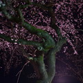 写真: 白石城枝垂れ桜