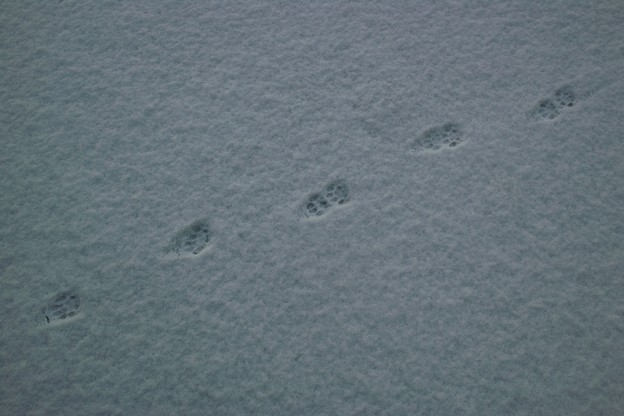 写真: 猫の足跡