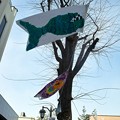 写真: パセオ通りの鯉のぼり