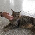 写真: 駅内にて第一村猫