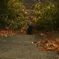 写真: 栃木の山猫　遊び相手の猫を狙ってる図